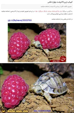 این تصویر که کلی منابع خبری با عنوان "کمیاب ترین لاک‌پشت 