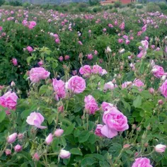 تصویری از گلستان های گل محمدی 
