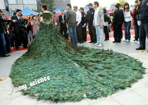 لباس عروس با پر طاووس با قیمت گران...
