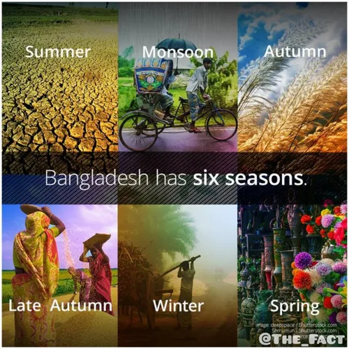 🔶️در بنگلادش به جای چهار فصل، شش فصل دارند! این فصول عبار