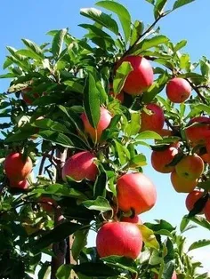 چه ابدار و شیرین هستن این میوه ها