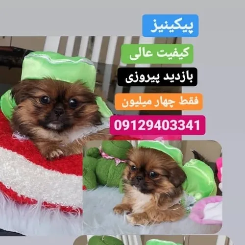 https://www.instagram.com/petshop belfi