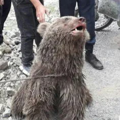 ‍ مردم ....... تو سوادکوه با دیدن این خرس اینقدر کتکش زدن