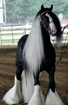 قشنگ ترین اسب جهان