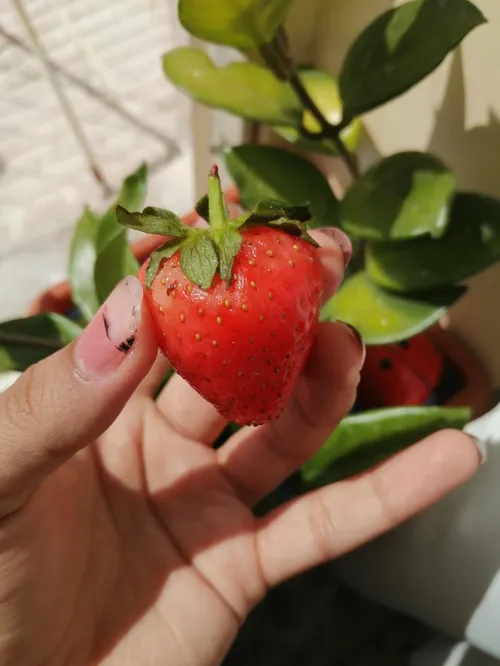 🍓