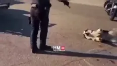 این سگ خانگی از نژاد هاسکی بدست پلیس کالیفرنیای آمریکا کش