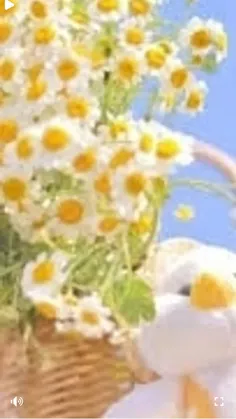 ── .✦ Limyori 🛵 ⋮ 🌻⌗ ┆⊹ ࣪ ˖ˎ