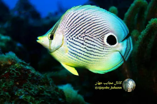 پروانه ماهی چهارچشمی یک گونه از سرده ی پروانه ماهی است. ا