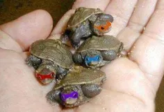 عکس کودکی لاکپشتهای نینجارسید...