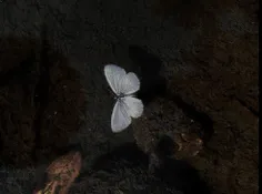 حس چشایی نوعی پروانه بزرگ ۱۳ هزار بار دقیق تر از انسان اس
