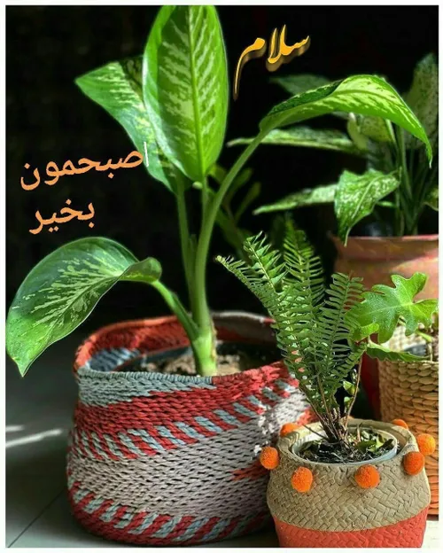 💙بسم الله الرحمن الرحیم💙