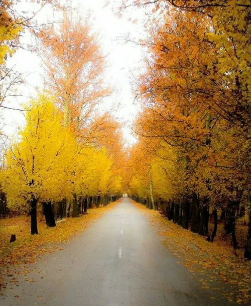 خیابان قصرالدشت... پاییز