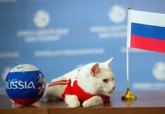 گربه روسی هم تحریم شد!
