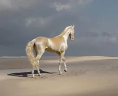 ‏این آخال تکه ترکمن طلایی زیبا ترین اسب جهانه