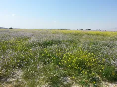 اینم عکس امروز رفته بودیم گردش نگاه چقدر گل.