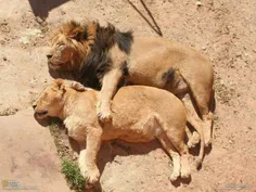 lions love