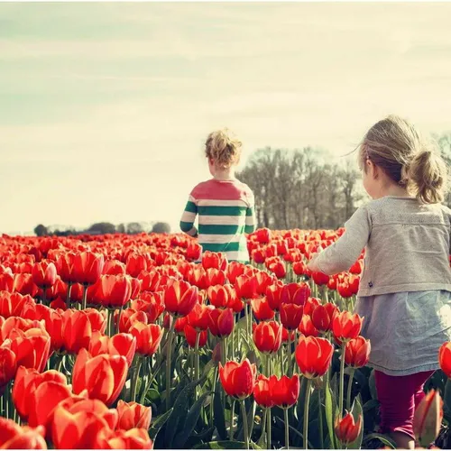 ▪️در هلند که بزرگ ترین صادرکننده ی گل جهان است، دانشمندان