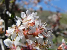 عاشق آن است که پر می گیرد
