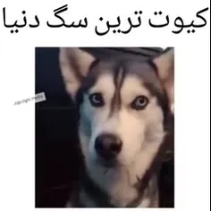 کی میگه سگ نمیتونه حرف بزنه؟😍😍