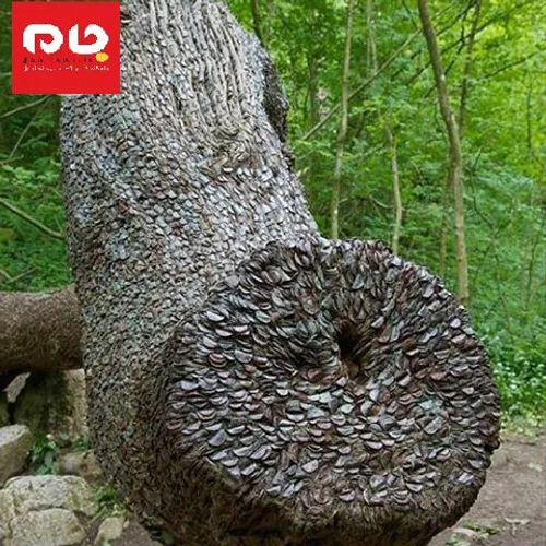 درخت پول در انگلستان