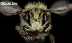 زنبورها با گرده افشانی مسئول مستقیم تولید 70% از میوه‌ها 
