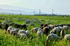 گوسفندان در چراهگاهای سرسبز بخش ارم