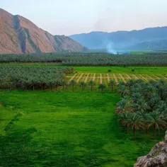 تصویر زیبایی از نخلستان های جنوب کشور، گفته میشود این تصو