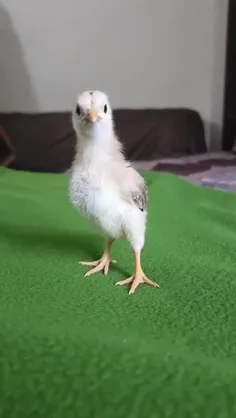 جوجه هایی که تک فرزندن معمولا انقدر عصبی میشن🤦🤣