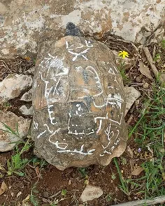 لاکپشت مهمیزدار غربی از دوزیستان ارزشمند زاگرس و طبیعت وح
