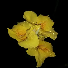 گل زیبا در شب تاریک...پس از بارش باران