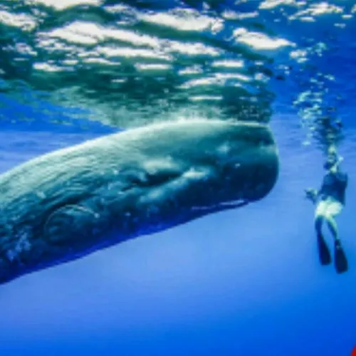 نهنگ اسپرمی ، بلندترین صدا در حیوانات رو داره و شنیدن صدا