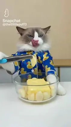 آشپزی گربه 🐈🐱