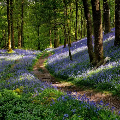 شما به فرچه توالت رو بده فردا برات ادعای مسواک برقی بودن 