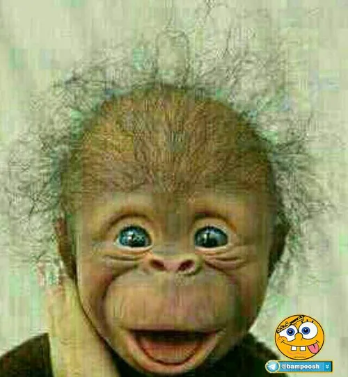 میمون به این بامزه ای دیده بودین عایا!!