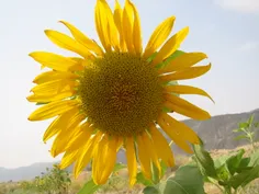 گل آفتابگردان- شهرستان اوز- عکاس دوست خوبم مهندس اردشیر ش