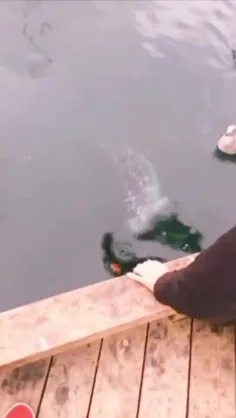 ورق بزنید 