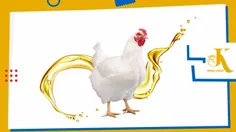 نقش لپید در خوراک مرغ