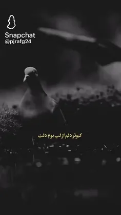 ،،عشق يعني خودت عاصی، ،🥀🥀،،