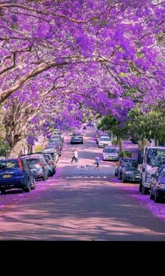 خیابان زیبای مک دوگال در سیدنی استرالیا