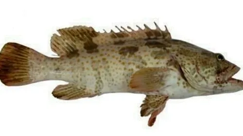 ماهی هامور مخصوص مچبوس(مجبوس( استانبولی))