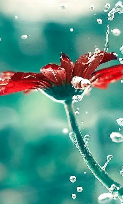 گل زیبا آرامش شبنم باران کپی با ذکر صلوات جهت سلامتی و تع