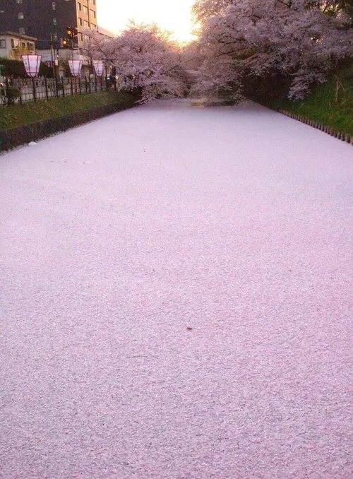 این برف نیست، گلبرگ شکوفه گیلاس توی ژاپنه که افتاده روی ر