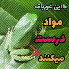 مواد مخدری که از غورباقه میگیرند 😁