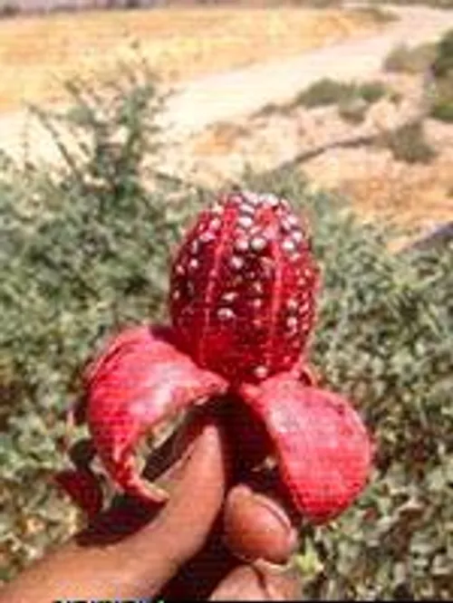 کی میدونه اسم این میوه چیه؟