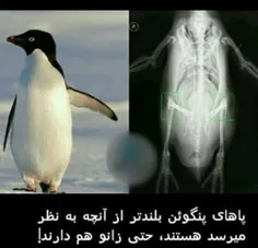 پاهای پنگوئن از انچه که دیده میشوند بسیار بلندتر هستند...