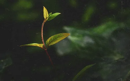 مادری دارم بهتر از برگ درخت🍀♥️