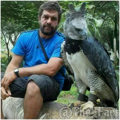عقاب هارپی٬ بزرگ‌ ترین و قوی ترین گونه عقاب است٬ که به ان