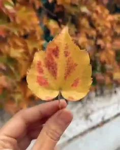 🍁با سرعت برق و باد