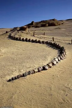سنگواره ۳۷ میلیون سالهٔ نهنگ ۲۰ متری، وادی الحیتان، مصر