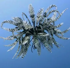 زنبق یا پرنده دریایی موجودی عجیب الخلقه در دریا! این موجو